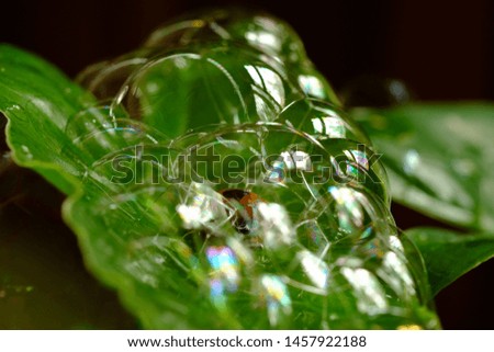 Soap bubbles on green leaves
