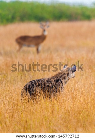 African spot hyena in the grass and a deer behind
