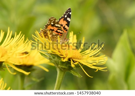 Beautiful painted lady (Vanessa cardui) pollinating at bright elecampane flowers. High resolution photo. Full depth of field.