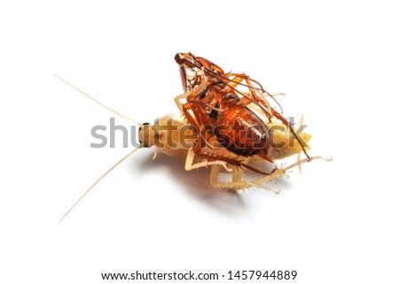 Cockroaches are molting isolated on white background.Close up of molting cockroach.