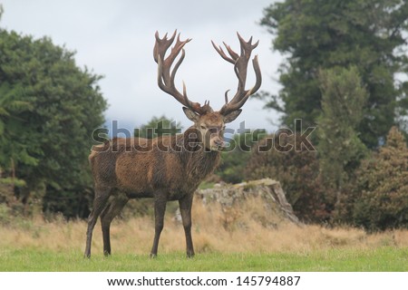 Closeup Of New Zealand Red Stag With Huge Rack Looking At Camera Royalty-Free Stock Photo #145794887