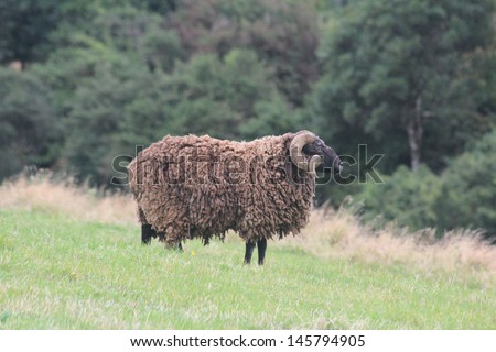 Closeup Profile Of New Zealand Arapawa Sheep With Curly Horns And Thick Wool Coat On Grassy Bank Royalty-Free Stock Photo #145794905