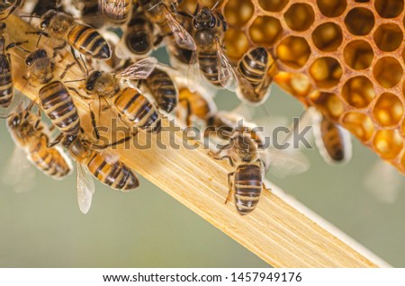 closeup of honey bees on honeycomb in apiary in summertime 