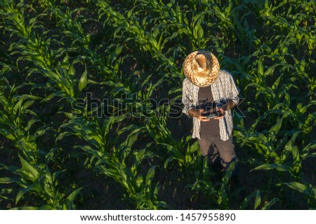 Corn farmer with drone remote controller in field. Using modern innovative technology in agriculture and smart farming.