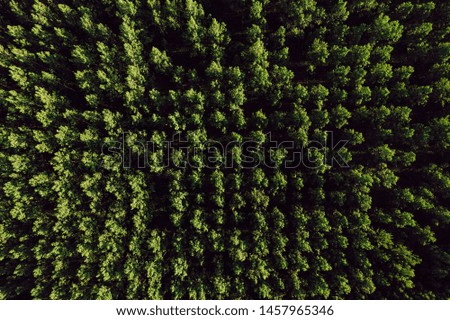 Aerial top view of cottonwood populus green forest in summer from drone pov