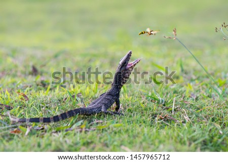 
Monitor lizards in the garden