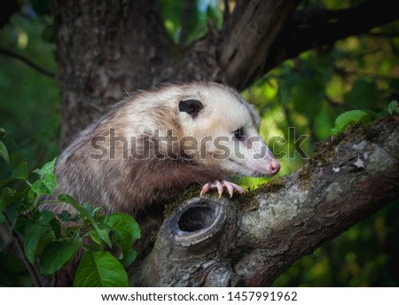 The Virginia opossum in the garden
