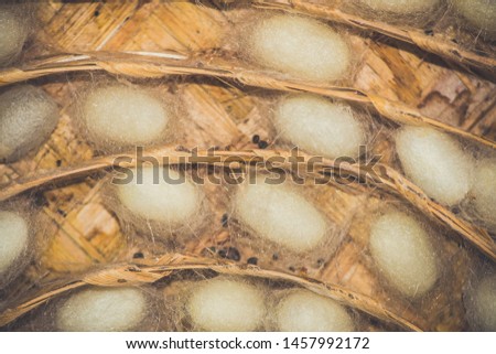 Silk Worm Cocoon In The Nest 