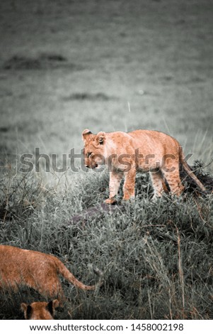 Lions in the Kenyan jungle