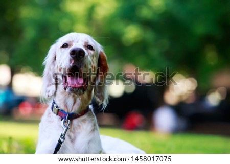 The dog breed English Setter in a public park