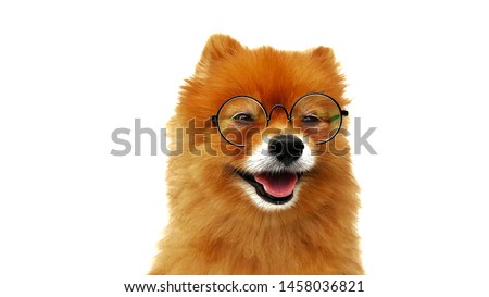Cute Pomeranian brown color wearing 
glasses isolated on white background.