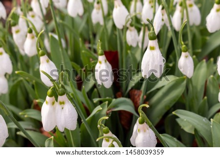 Snowdrop Galanthus flowers blossoming in late winter show seasons changing to springtime