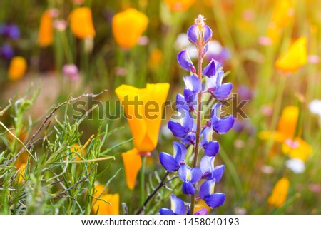 Bright orange vibrant vivid golden California poppies, seasonal spring native plant, wildflower in bloom close up purple lupine and poppy