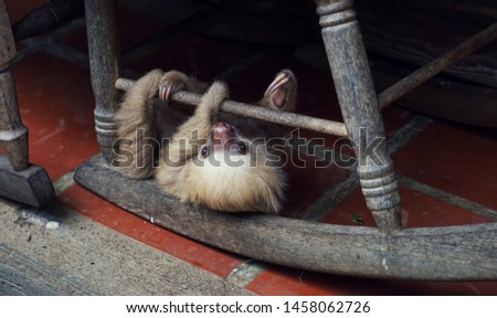 
Playing baby sloth in Costa Rica
