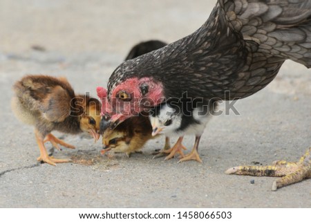 The hen is raising many babies.