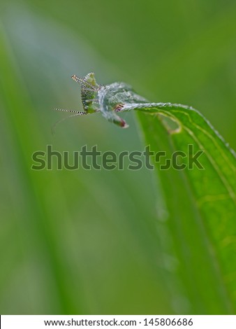Juvenile speckled bush cricket (Leptophyses punctatissima)