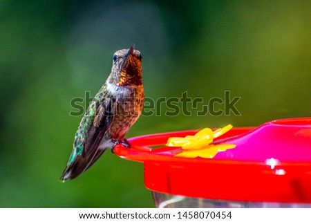 small hummingbird with hummingbird feeder