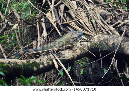 Wild iguana resting on a tree trunk