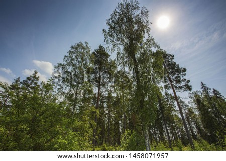 Gorgeous landscape view on beautiful sunny summer day. Green trees and plants on blue sky background. Beautiful backgrounds.