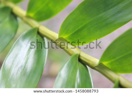 closeup​ orchid flower branches​ it​ wet​ from​ rain background. green background.