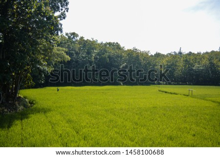 Yellow rice fields that are ready for harvest - image