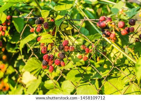 The fruits of blackberries on a wire woven fence