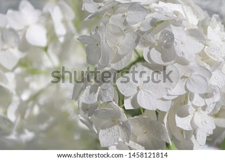 Natural background with white hydrangea flowers and water drops with soft focus.