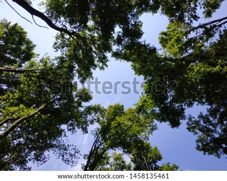 
tall trees in the forest, reach for the sky and create a circle (for text)