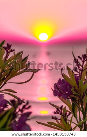 Beautiful bright sunrise in the sea, sunny road, pink flowers