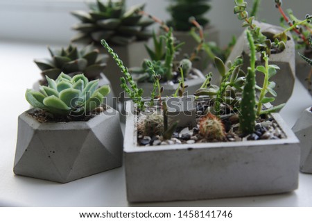 Succulents and cacti in concrete pots. Macro photo of growing green plants. Seedlings of small flowers in pots on the windowsill. Scandinavian and loft style. Background banner for your design.