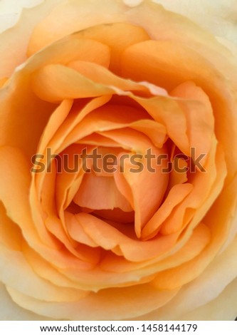 A close up macro shot of a  rose. beautiful flowers of teahouse roses in a garden