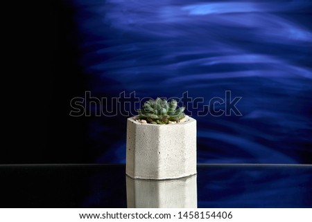 Succulents in concrete pot on blue light background. Clean photo