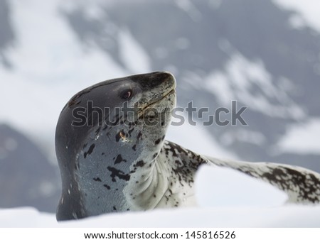 Leopard Seal on Ice Floe
