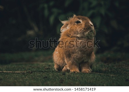 Beautiful orange baby rabbit 