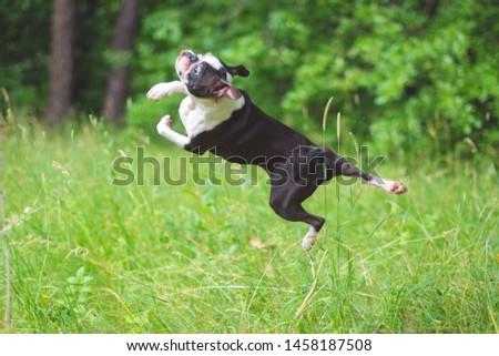 Dog breed Boston Terrier in flight from jumping outdoors in the Park in the summer.