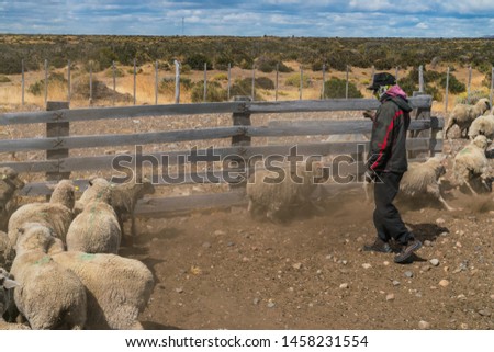counting sheep in the family ranch