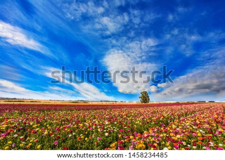  Sunny lovely day in the south of Israel. Picturesque kibbutz field of flowering garden buttercups. Cirrus thin clouds.  The concept of active, ecological and photo tourism