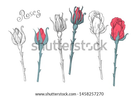 Rose flower in a vector style isolated. Full name of the plant: rose. Flower for background, texture, wrapper pattern, frame or border.