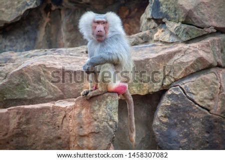 male of hamadrya baboon standing on the rocks