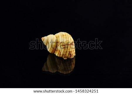 Big sea Snail shell on black reflective studio background.