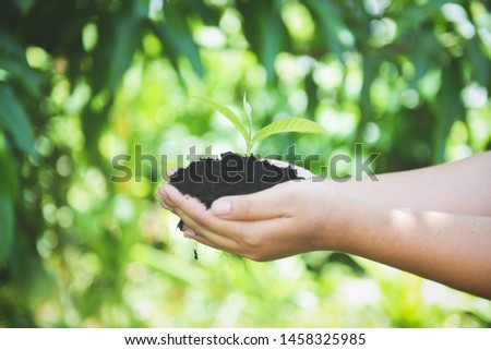 Planting a tree seedlings young plant are growing on soil in hand woman holding help the environment / Save environment green world ecology concept