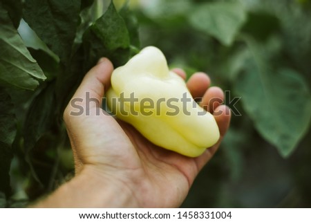 Peppers in a man's hand