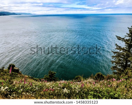 flower meadow overlooking the pacific ocean on the Washington state coast