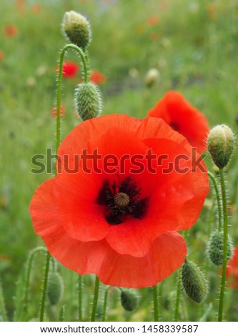 the flower of a red common poppy with buds with a blurred summer meadow background