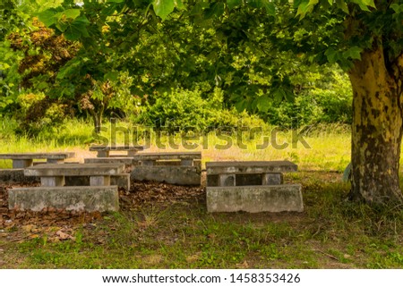 Concrete picnic tables under shade trees in field of tall grass.