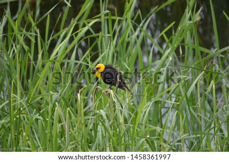Yellow-headed Blackbird Male in the wild