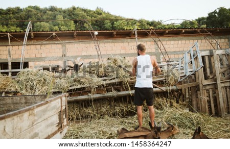 Young handsome farmer feeds goats