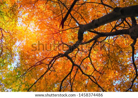 Colourful red and yellow maple leafe under the maple tree during autumn in South Korea,Maple red background.