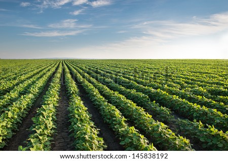 Soybean Field Rows in summer Royalty-Free Stock Photo #145838192