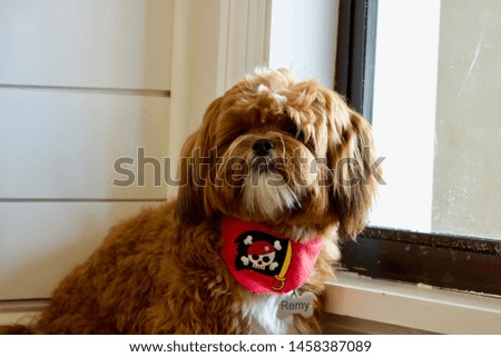 Dog with pirate bandana looking away